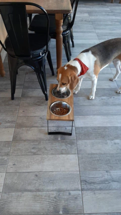 Comedero SIGMA doble - perros chicos - comprar online