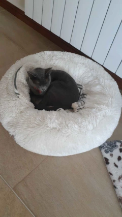 Combo Cama Puff & Comedero en altura Paraiso doble - gatos - comprar online