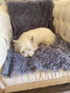 Imagen de Manta / Pie de Cama / Abrigo - Pelo de Mono y Tussor