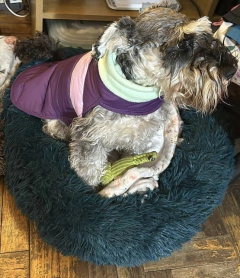 Capa impermeable EleCant "Cherokee" - para perros - tienda online