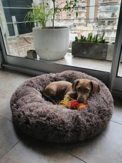 Combo Cama Puff & Comedero en altura Paraíso doble - perros chicos en internet