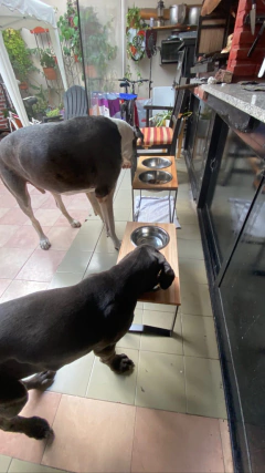 Comedero SIGMA doble - perros medianos - tienda online