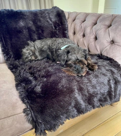 Manta / Pie de Cama / Abrigo - Pelo de Mono y Tussor en internet