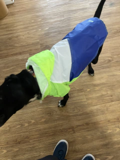 Piloto EleCant Amarillo - para perros - Happy Pets