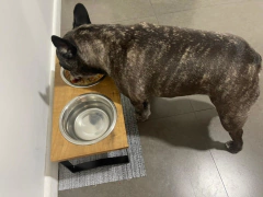 Comedero SIGMA doble - perros chicos en internet