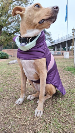 Capa impermeable EleCant "Cherokee" - para perros - tienda online