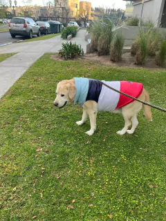 Chaleco impermeable EleCant "Rocket" - para perros - tienda online