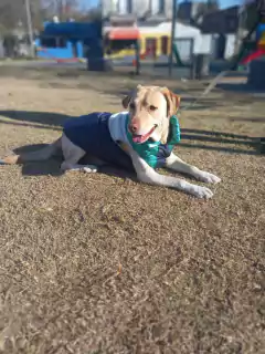 Chaleco impermeable EleCant "Matrix" - para perros - comprar online