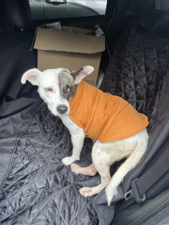 Capa impermeable EleCant "Explorer" - para perros - Happy Pets