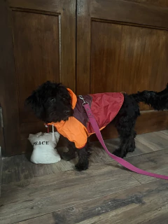 Piloto EleCant Naranja - para perros en internet