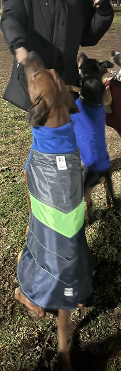 Capa impermeable EleCant "Bit" - para perros