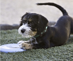 Frisbee / platillo volador - Kong Small / Puppies en internet