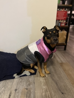 Chaleco impermeable EleCant "Robotina" - para perros - Happy Pets