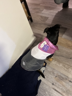 Chaleco impermeable EleCant "Robotina" - para perros - tienda online