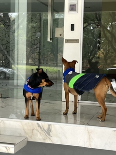 Capa impermeable EleCant "Bit" - para perros