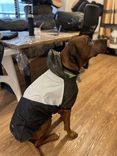 Piloto EleCant Violeta - para perros en internet