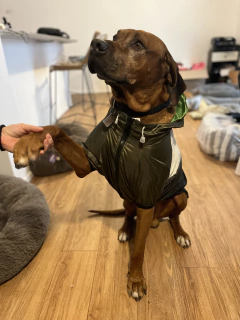 Piloto EleCant Verde Militar- para perros en internet