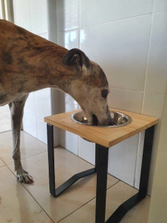 Comedero SIGMA simple - perros medianos