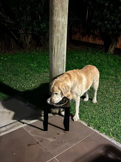 Imagen de Combo Comedero/bebedero en altura Simple perros grandes & Alfombra Foam