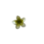 Imagen de Broche flor de hibiscus