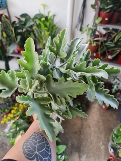 KALANCHOE BEHARENSIS P14 na internet
