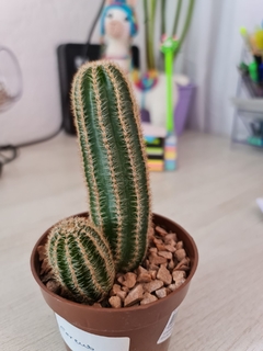 CACTUS RAIZ PROPRIA - DIVERSOS P09