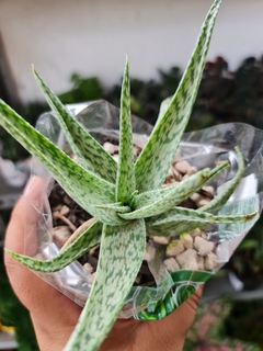 ALOE SNOWFLAKE P11