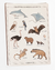 Cartela de Adesivos Reino Animalia