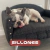Banner de  Mundo Perfecto Pets