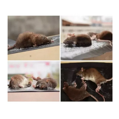 Ratoeira Adesiva Cola Rato Aranhas Pragas - comprar online
