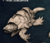 #SUNK3 Turtledragon Leviathan - Comitiva dos Dragões