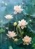 Cherry Pazzi 1000 piezas 30158 White Lotus