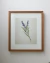 Quadro - Coleção Botânica - Ramo de Lavanda