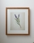 Quadros - Coleção Botânica - Completa - comprar online