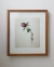 Quadro - Coleção Botânica - Cravo-Rosa