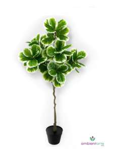 Planta Pandurata disciplinada 165 cm - comprar online
