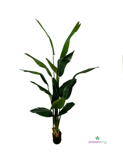 Planta de Banano- Nicolai de 190 cm