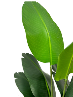 Planta de Banano- Nicolai de 190 cm - comprar online