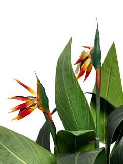 Planta Sterlizia o Flor de Pajaro 110 cm - comprar online