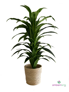 Planta Dracena 150 cm - comprar online