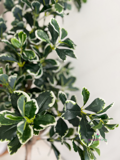 Arbol de Aralia disciplinada de 120 cm - comprar online