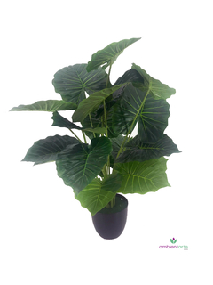 Planta Caladiun u oreja de elefante 65 cm