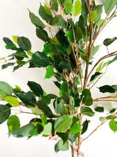 Arbol de Ficus de 120 cm - comprar online