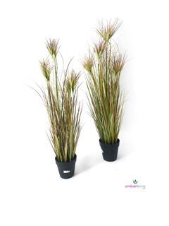 Planta Papiro Otoñal