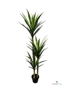 Planta Dracena x 3 Troncos- 160 cm
