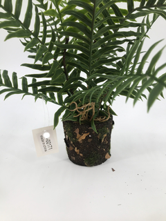 Kokedama Palmera 40 cm en internet