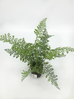 Kokedama con Helecho 40 cm - ambientartedeco