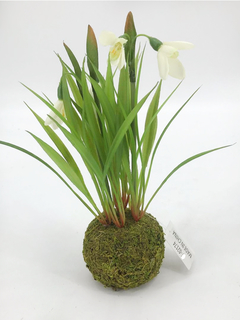 Kokedama con Jazmin en internet