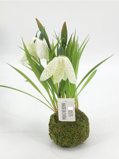 Kokedama con Jazmin - comprar online