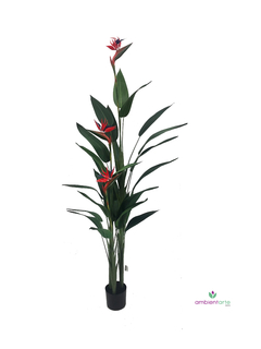 Planta Pico de Pájaro 175 cm